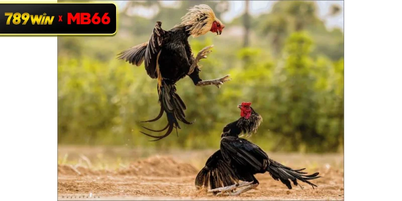 Vì sao đá gà độ lớn thu hút sự quan tâm mạnh mẽ của cộng đồng? Vì sao đá gà độ lớn thu hút sự quan tâm mạnh mẽ của cộng đồng?