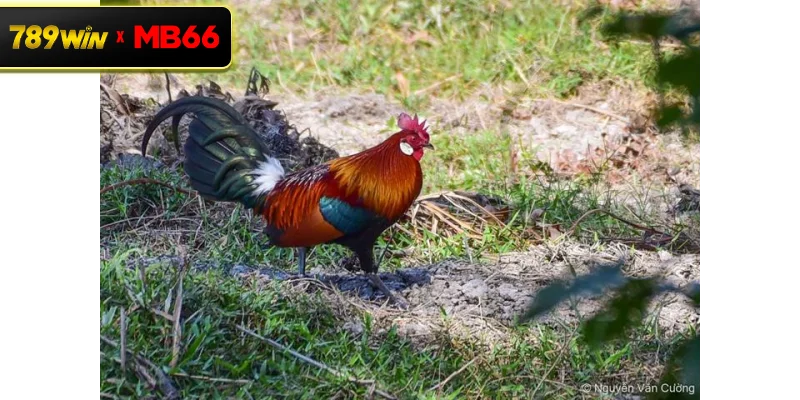 Đá gà rừng là gì? Tìm hiểu về hình thức đá gà truyền thống Đá gà rừng là gì? Tìm hiểu về hình thức đá gà truyền thống