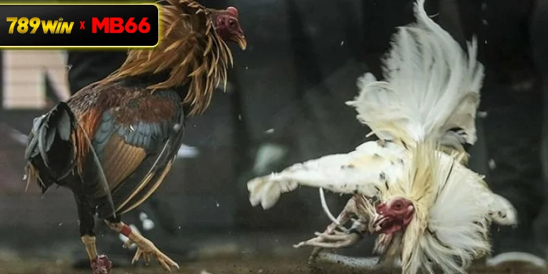 Những lý do giải đá gà C1 được đông đảo người quan tâm